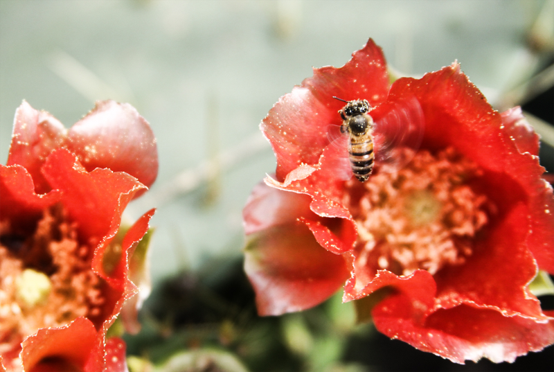 Illustration for article titled Spring has sprung: A Xyl0 photo gallery